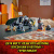 Конструктор LEGO Ninjago Бронированный носорог Зейна 71719 фото
